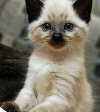 Схема вышивки «котенок»