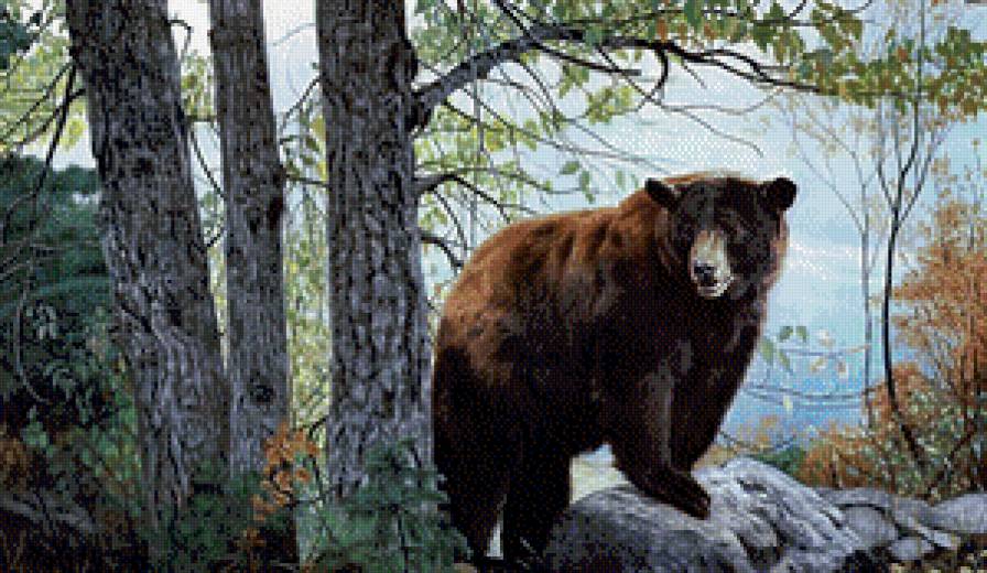 медведь - лес, медведь - предпросмотр