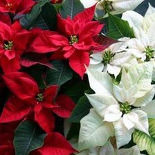 Схема вышивки «Estrella Federal»