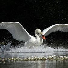 Схема вышивки «Лебедь»
