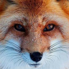 Схема вышивки «лисичка»