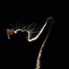 Схема вышивки «киса»