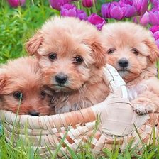 Схема вышивки «милые щенята»