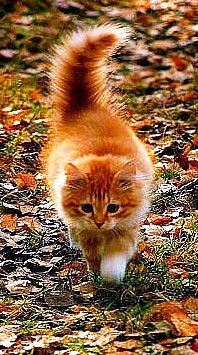 рыжик - кот - оригинал