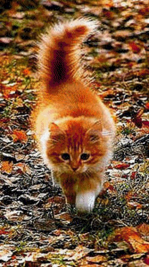 рыжик - кот - предпросмотр