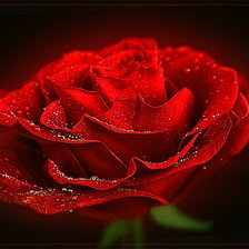 Схема вышивки «роза»