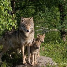 Схема вышивки «№766542»