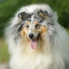 Схема вышивки «лора»