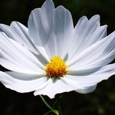 Схема вышивки «Нежность»