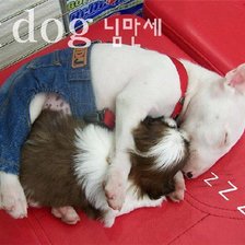 Схема вышивки «питбучик»