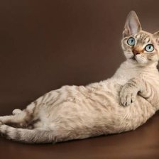 Схема вышивки «девон»