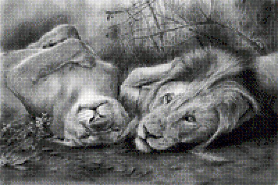 львы - предпросмотр