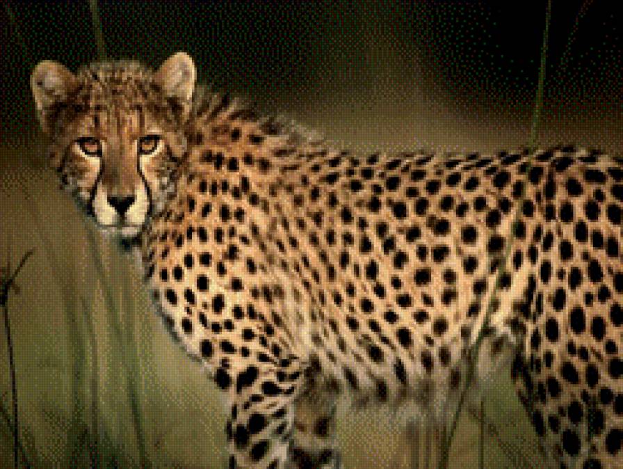 Гепард - геперд, кошка, животные - предпросмотр