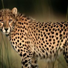 Схема вышивки «Гепард»