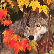 Схема вышивки «Волк»