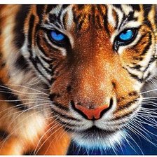 Схема вышивки «взгляд тигра»