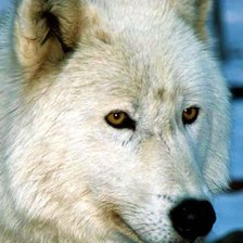 Схема вышивки «Белый волк»