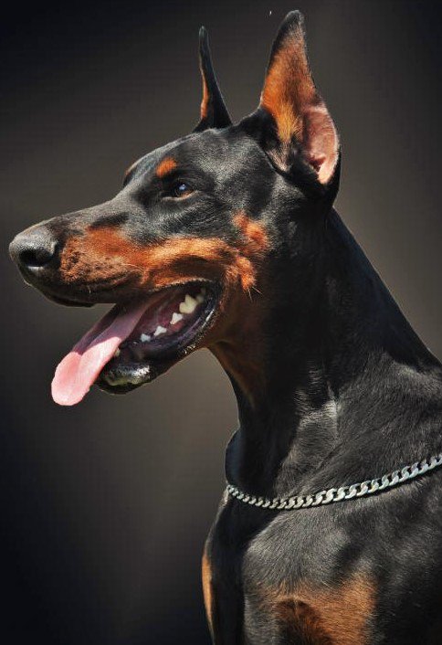 доберман - оригинал