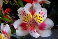 Схема вышивки «№768430»