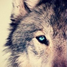 Схема вышивки «волк»