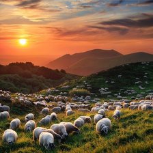 Схема вышивки «пастбище»