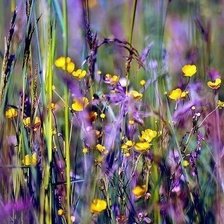 Схема вышивки «поле»