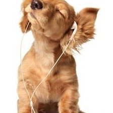 Схема вышивки «меломан»