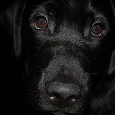 Схема вышивки «собака»