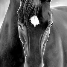 Схема вышивки «Портрет лошади 1»