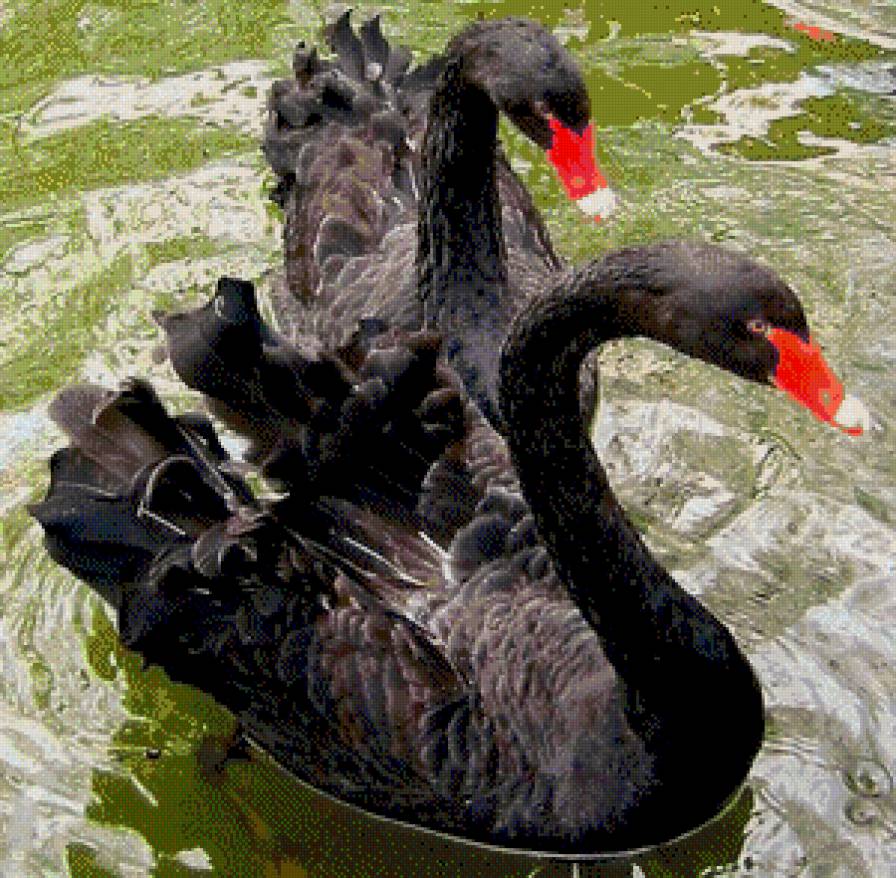 серия "птицы" - птицы.лебеди - предпросмотр