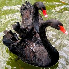 Схема вышивки «серия "птицы"»