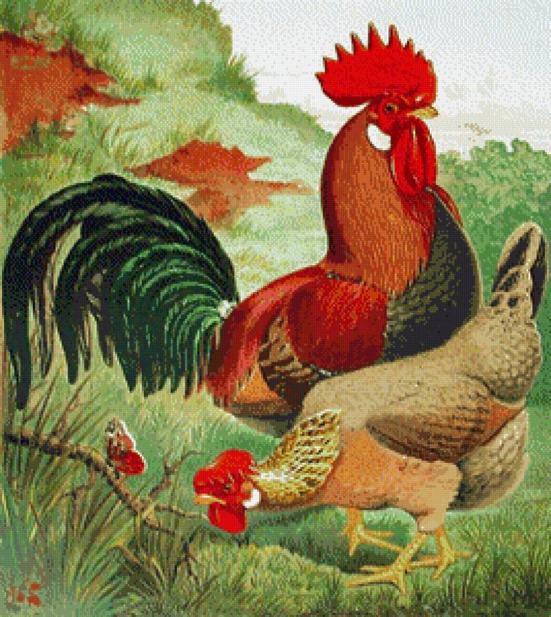 серия "птицы" - птицы.петух.курица - предпросмотр