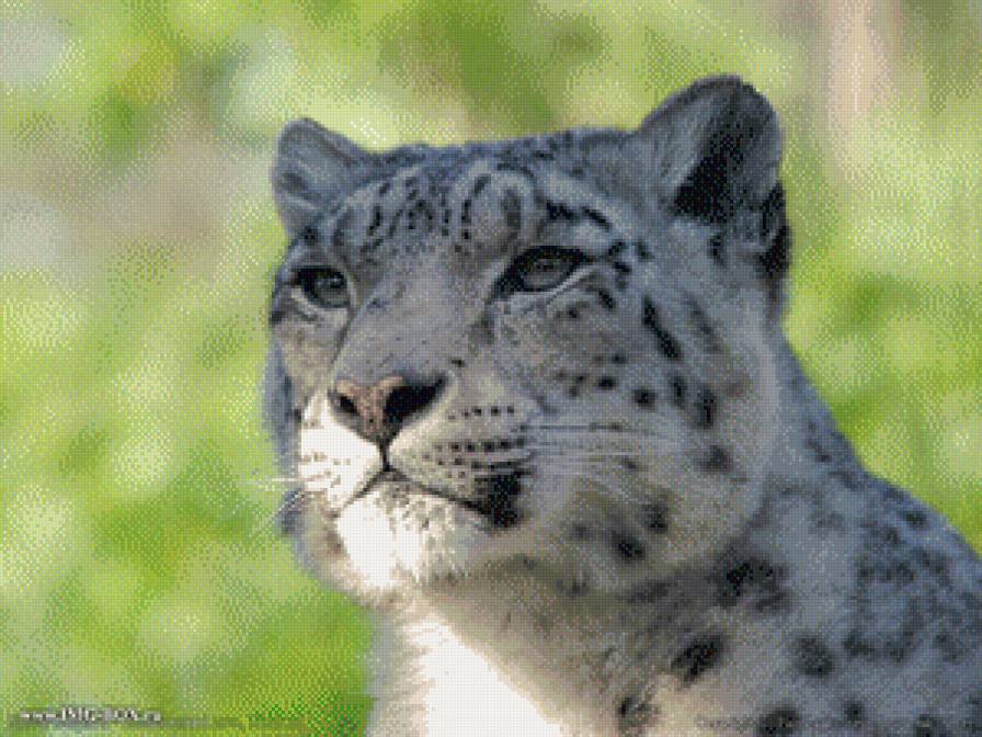 Летний барс - барс, снежный барс, ирбис - предпросмотр