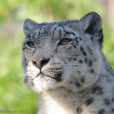 Схема вышивки «Летний барс»