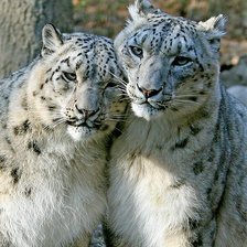 Схема вышивки «Влюбленные барсы»