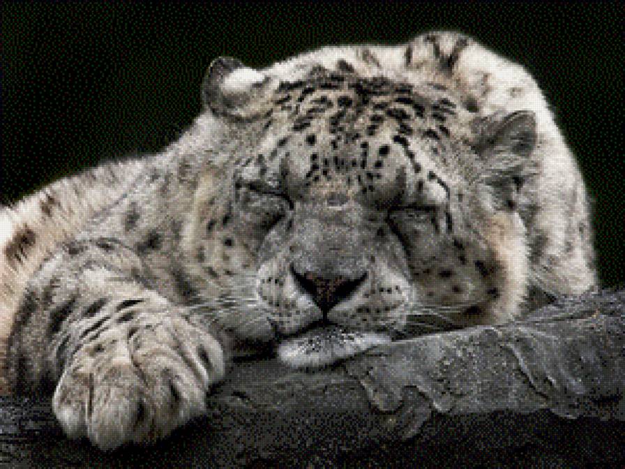 Спящий барс 2 - барс, ирбис, снежный барс - предпросмотр