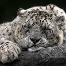 Схема вышивки «Спящий барс 2»