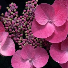 Схема вышивки «цветы»