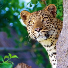 Схема вышивки «№768802»