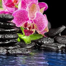 Схема вышивки «орхидея»