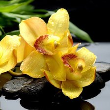 Схема вышивки «орхидея»