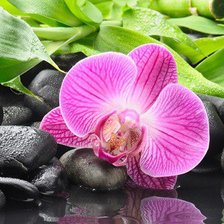 Схема вышивки «орхидея»