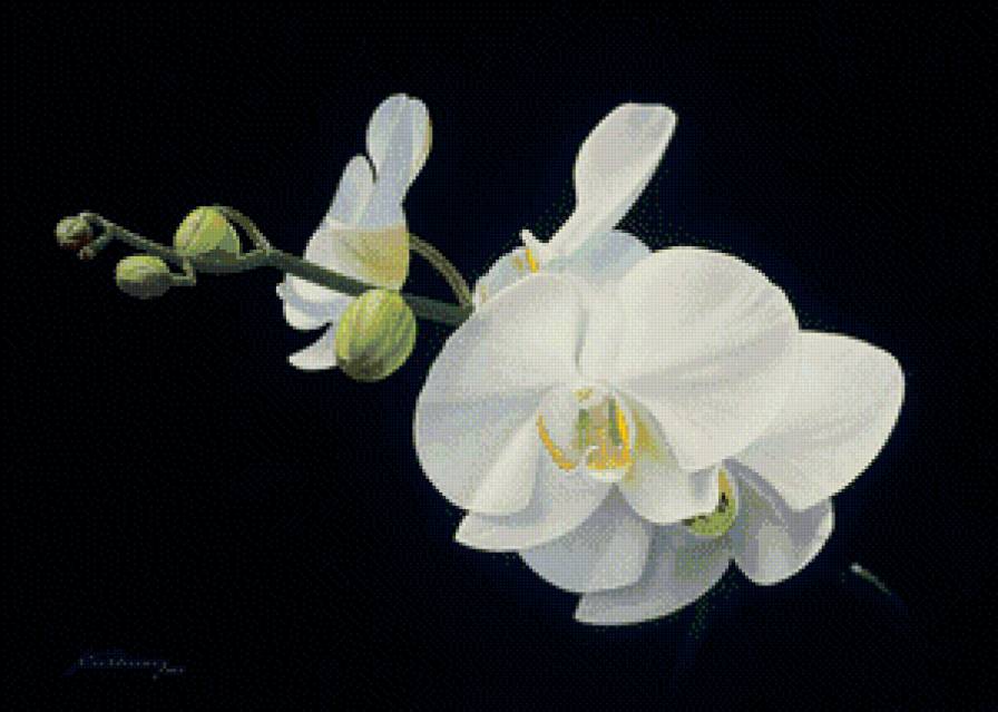 орхидея - предпросмотр