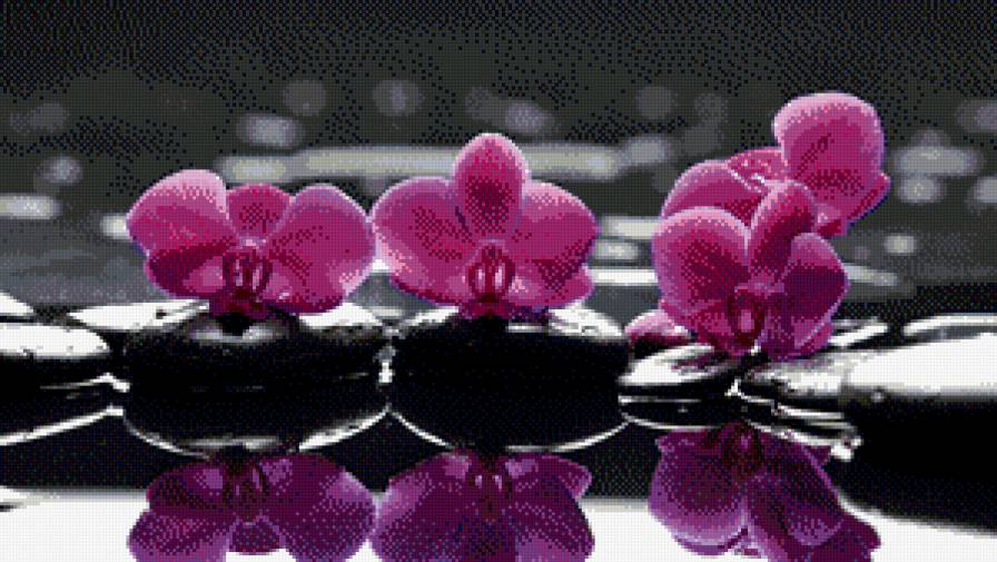 орхидея - предпросмотр