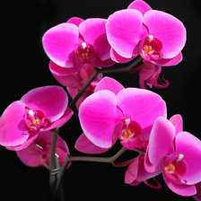 Схема вышивки «орхидея»