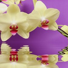 Схема вышивки «орхидея»