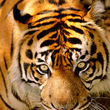 Схема вышивки «№768887»