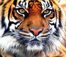 Схема вышивки «№768888»