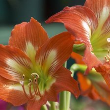 Схема вышивки «№768904»