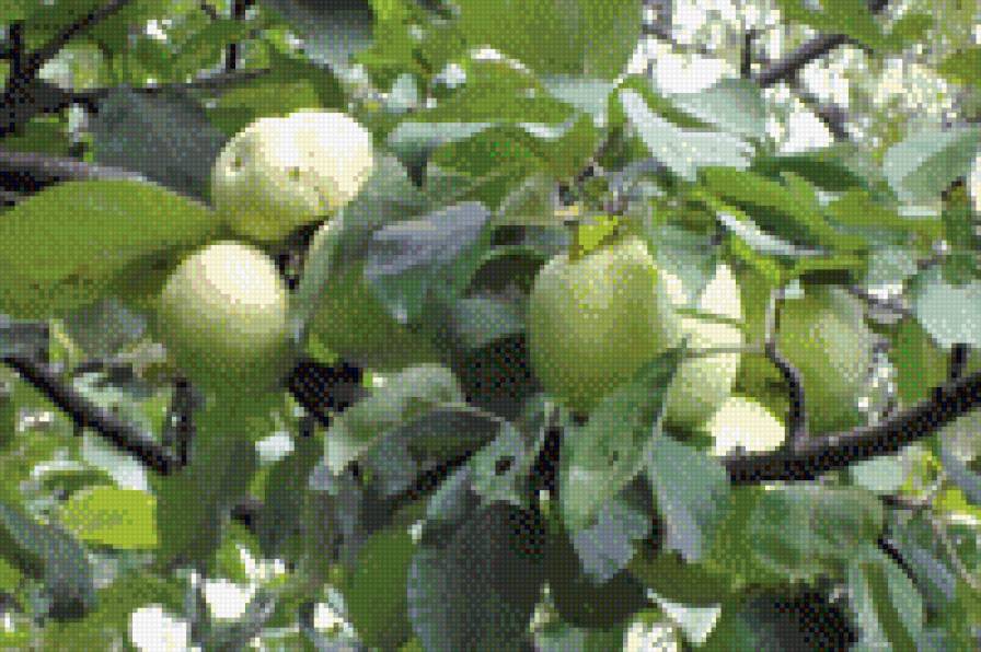 яблоня - фрукты яблоки - предпросмотр